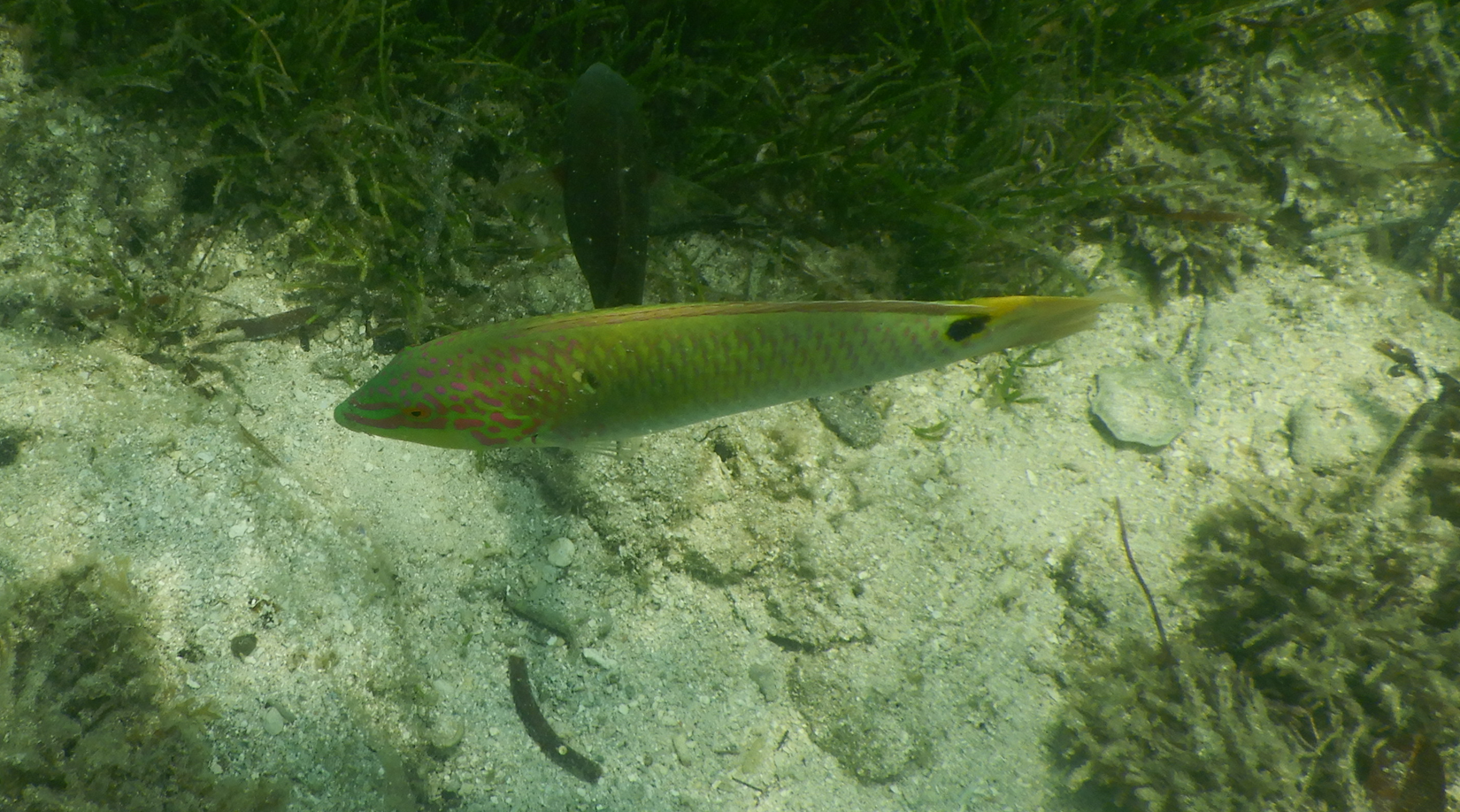 Threespot Wrasse (Halichoeres trimaculatus) - Green Island