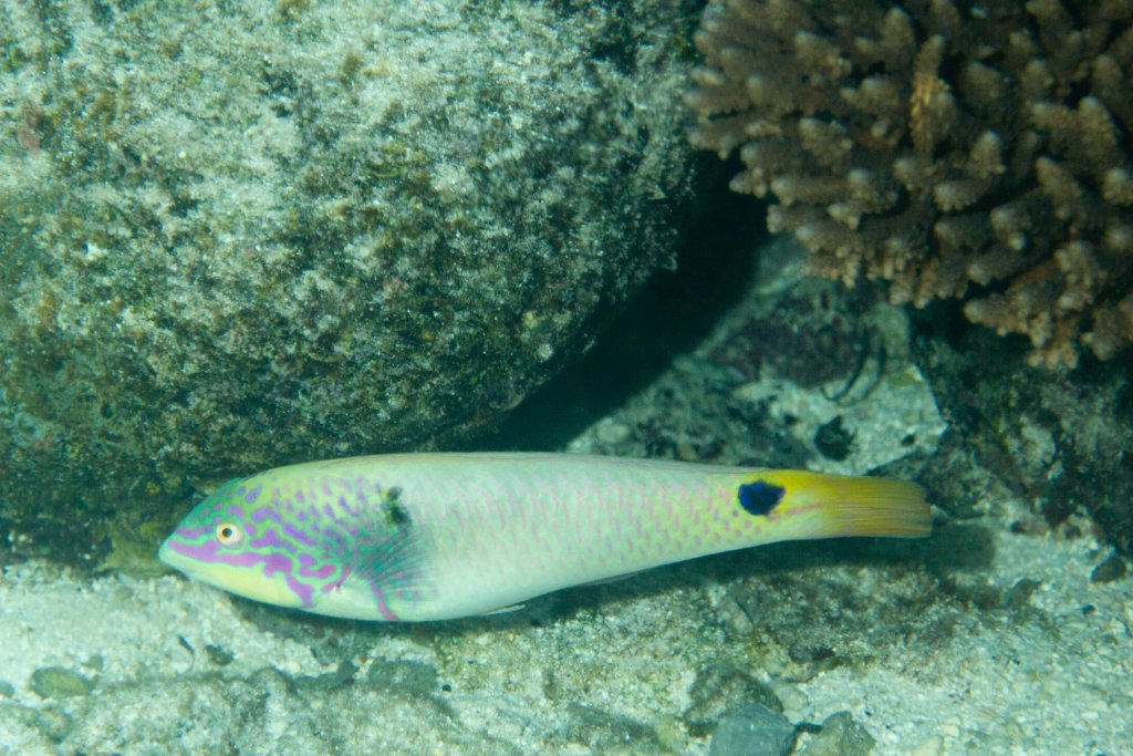Threespot Wrasse (Halichoeres trimaculatus)