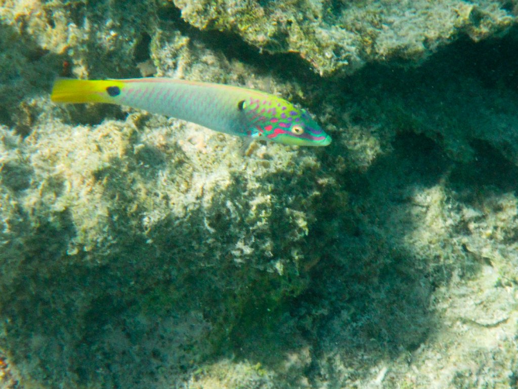 Threespot Wrasse (Halichoeres trimaculatus)