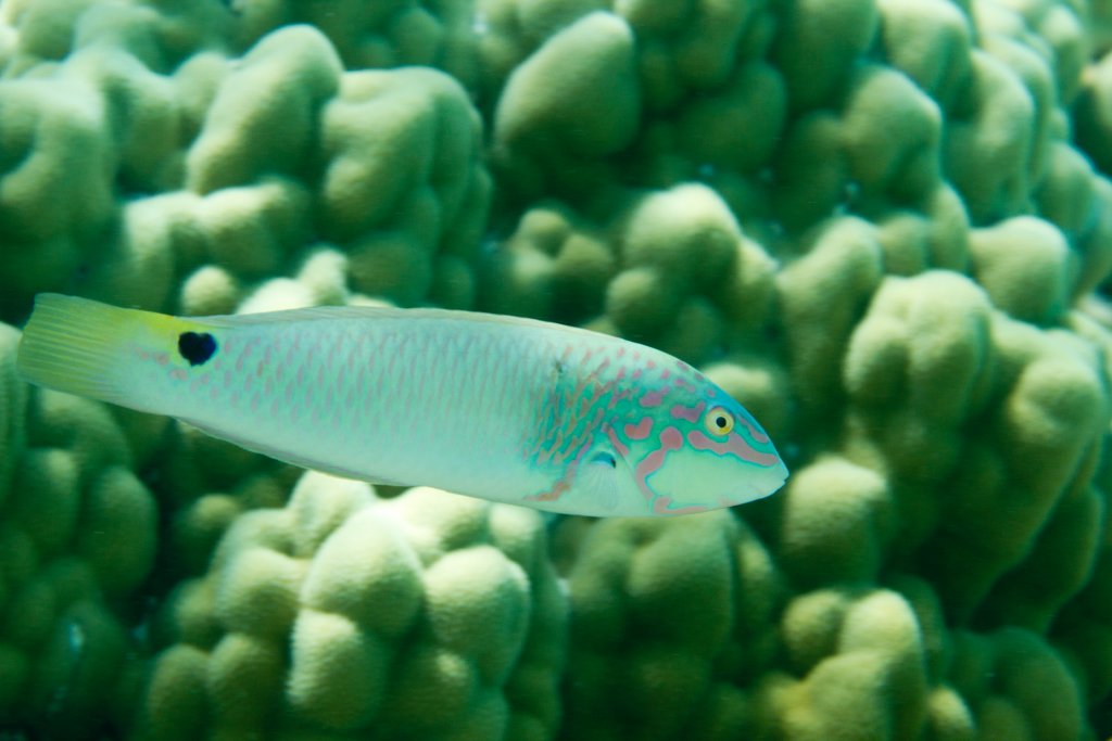 Threespot Wrasse (Halichoeres trimaculatus)