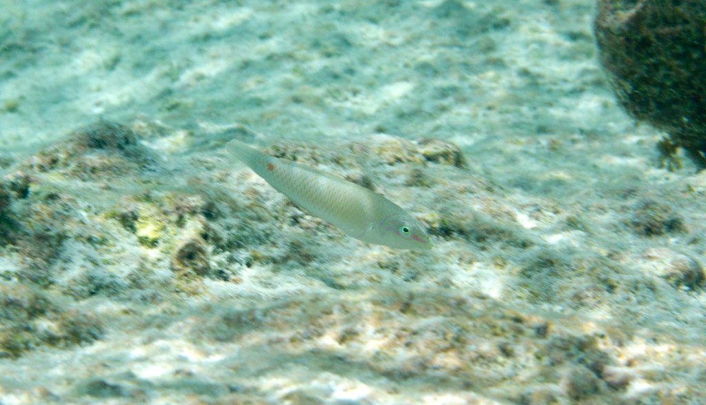 Threespot Wrasse juvenile (Halichoeres trimaculatus)