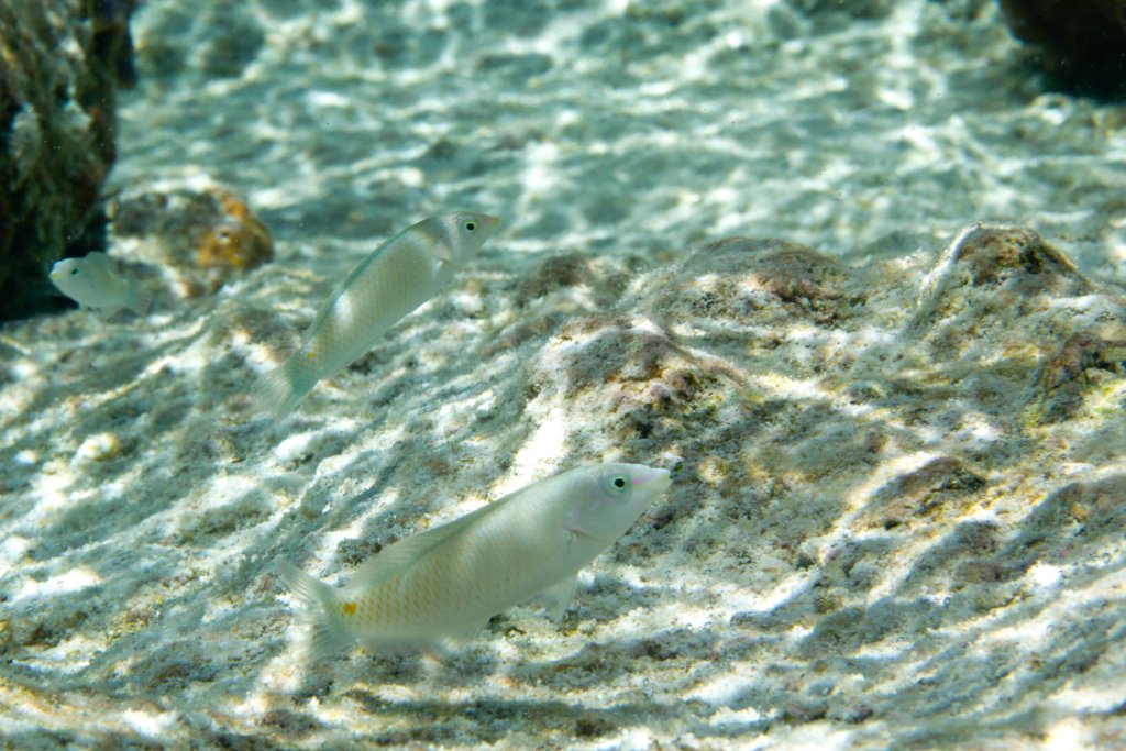 Threespot Wrasse juveniles (Halichoeres trimaculatus)