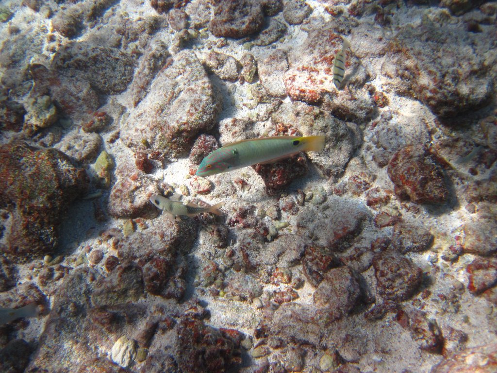 Threespot Wrasse