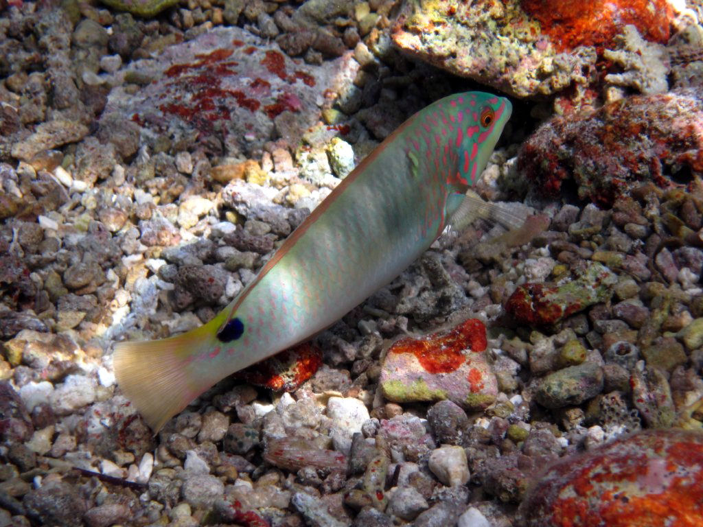 Threespot Wrasse