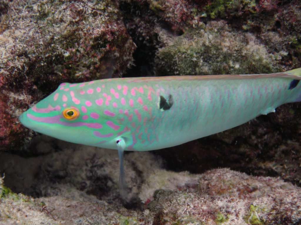 Threespot Wrasse