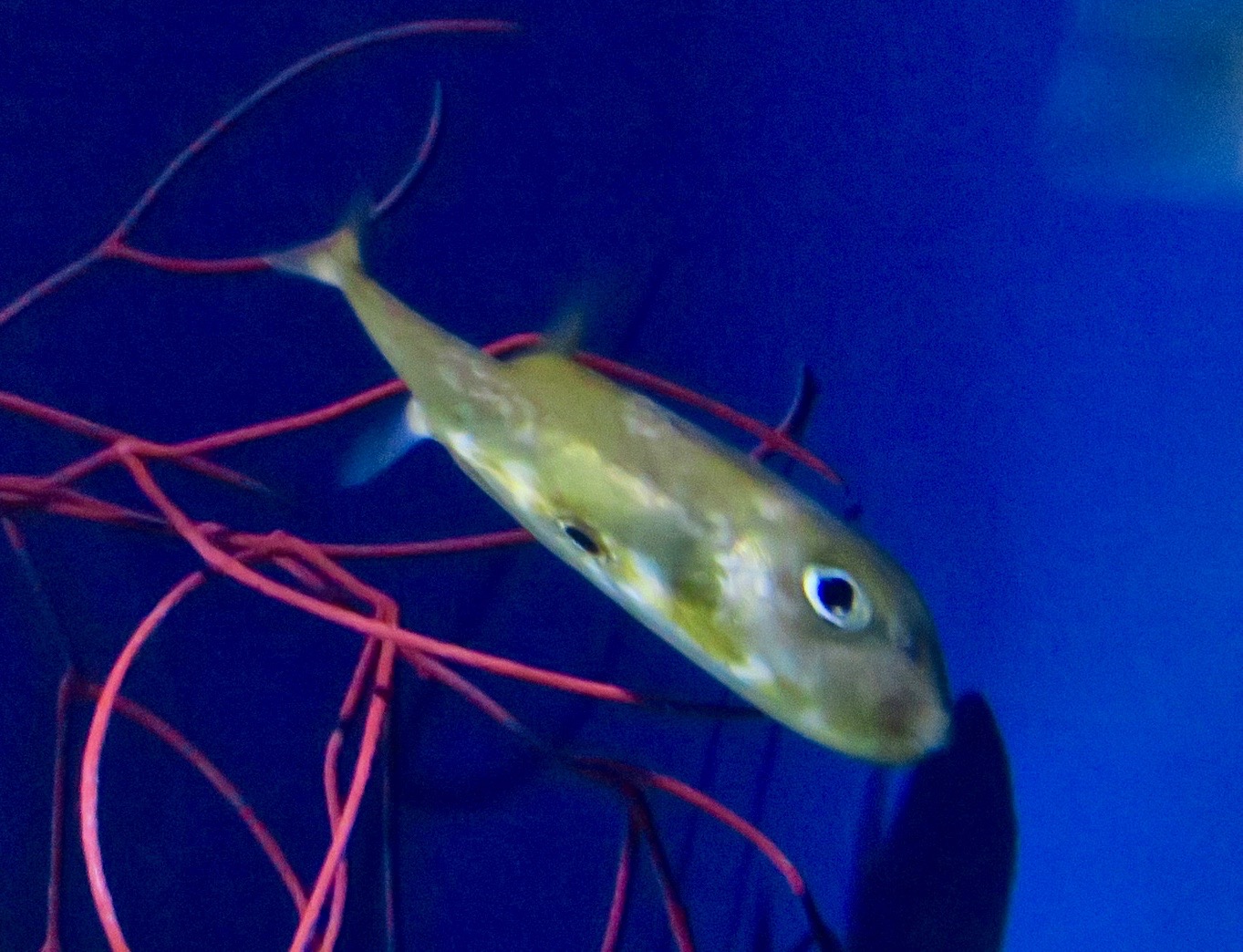 Threetooth Puffer (Triodon macropterus)