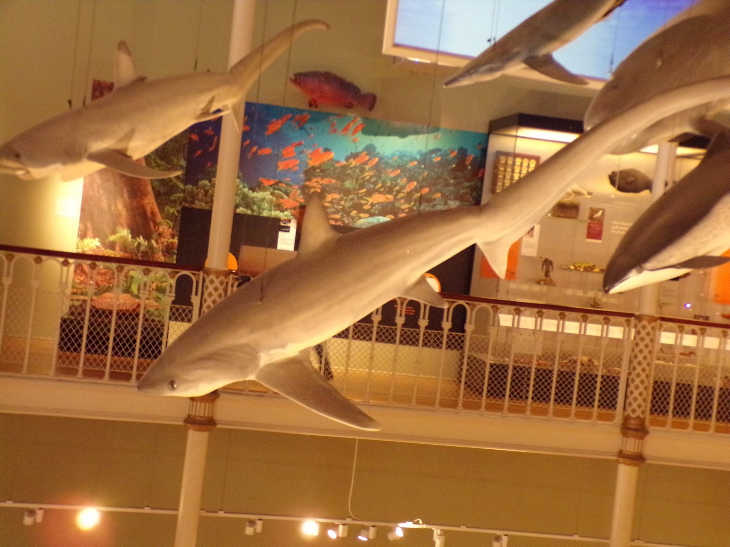 Thresher shark 26.8.23