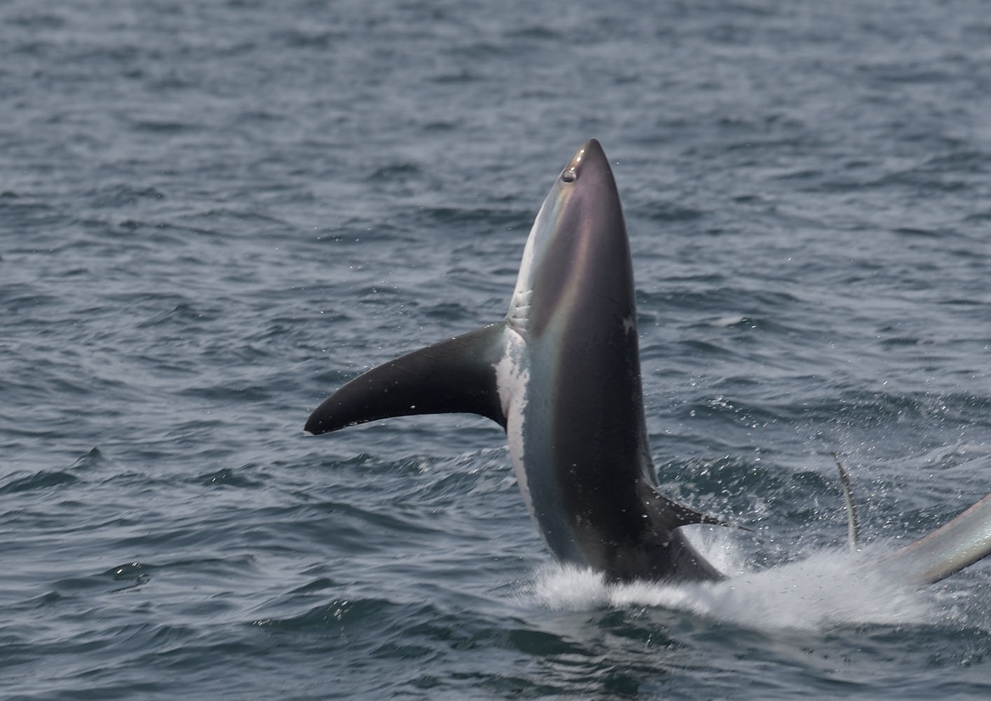 Thresher shark breaching
