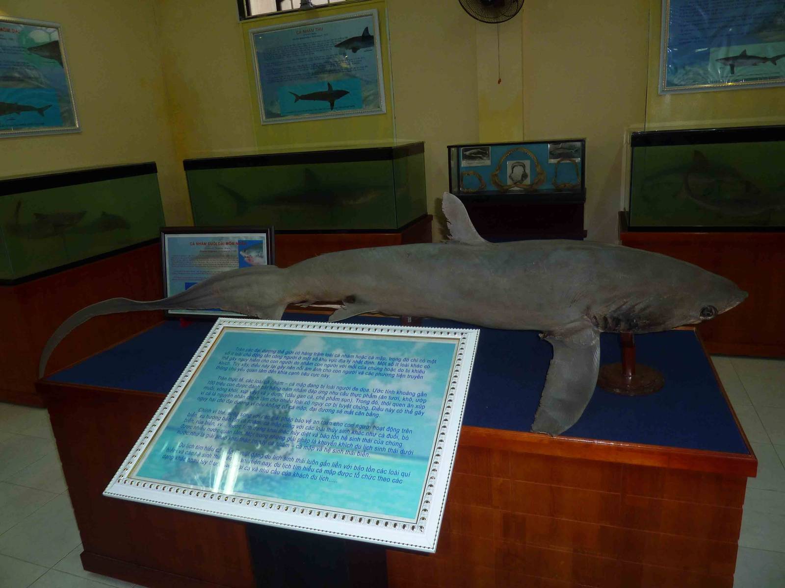 Thresher shark in the 'preserved sharks' sideroom, May 2013.