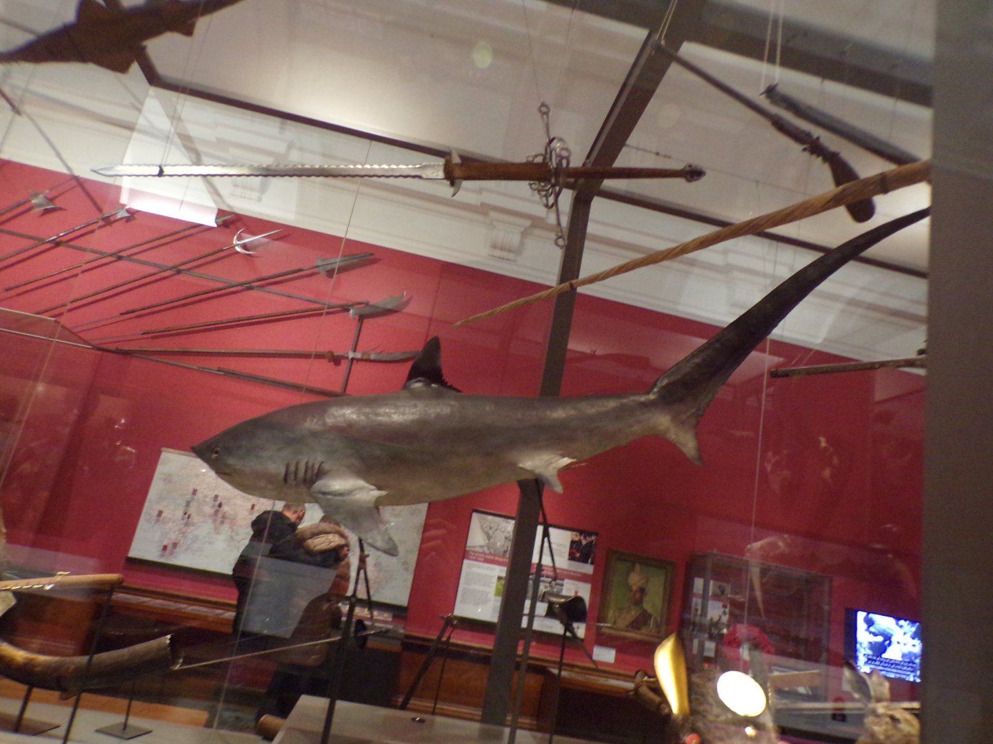 Thresher shark (taken in Kelvingrove museum) 12.2.24