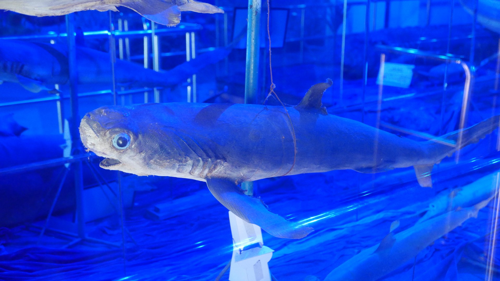 Thresher Shark