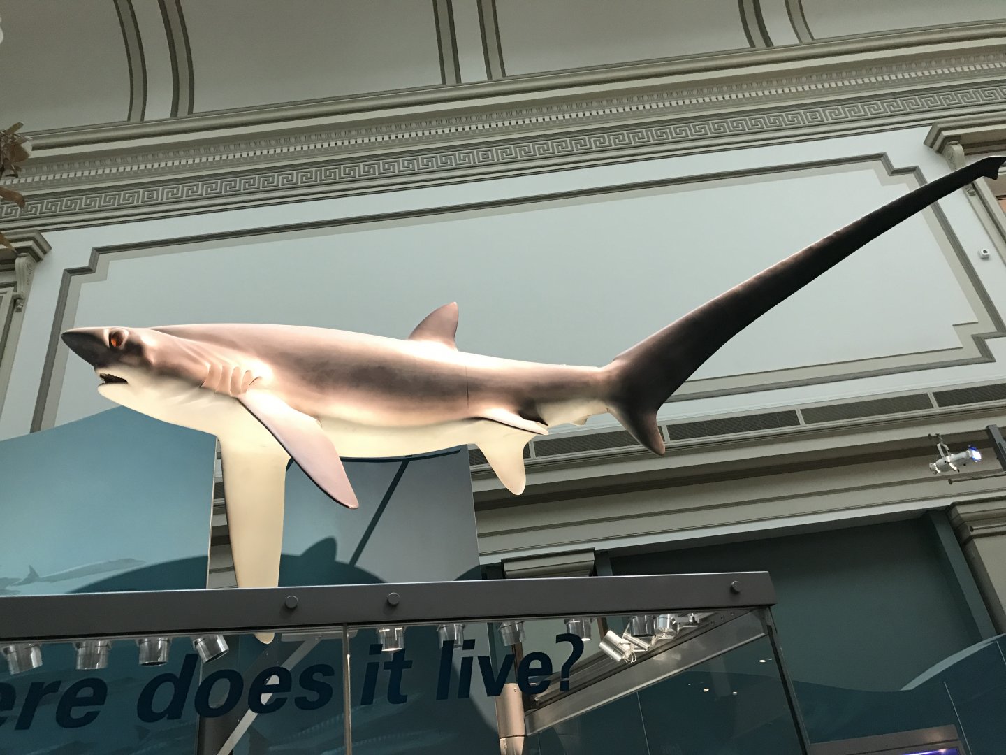 Thresher Shark
