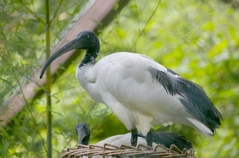 Threskiornis bernieri bernieri at Birdpark Walsrode