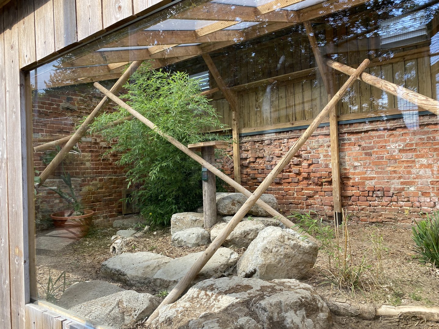 thrigby hall updated enclosure in cat cloisters