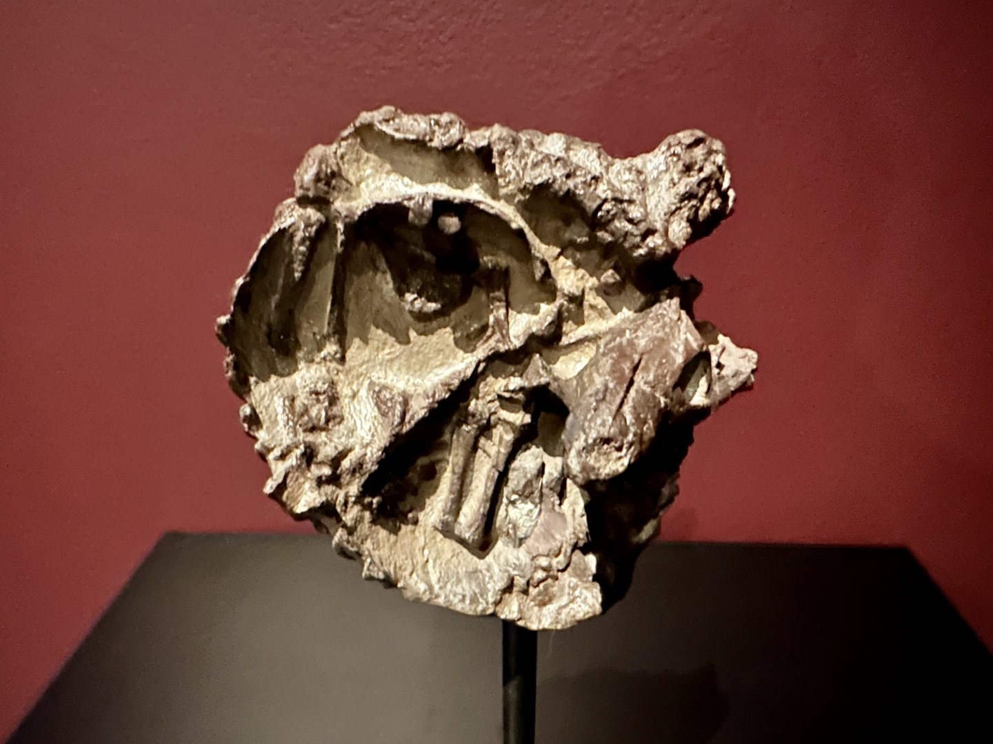 Thrinaxodon liorhinus (fossil)