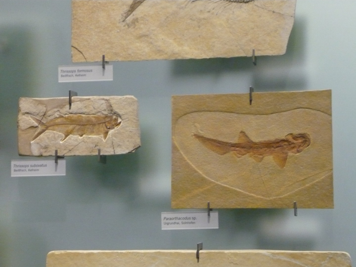 Thrissops subovatus and Paraorthacodus sp.