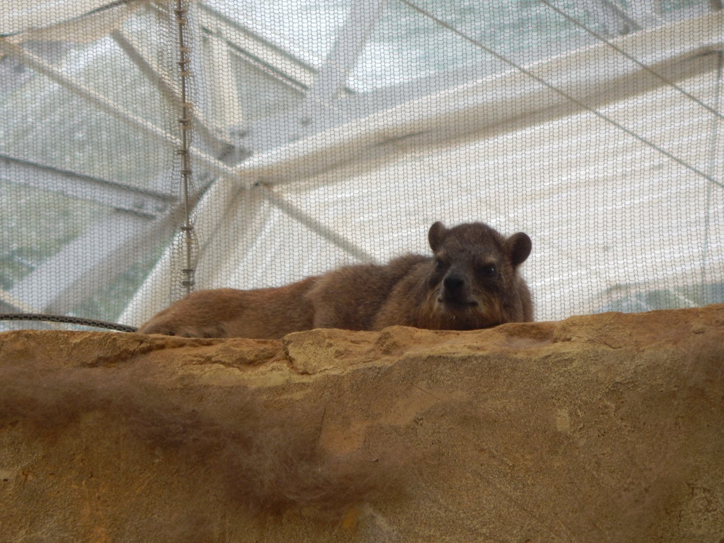 Thriving Through Nature - Common rock hyrax 150725