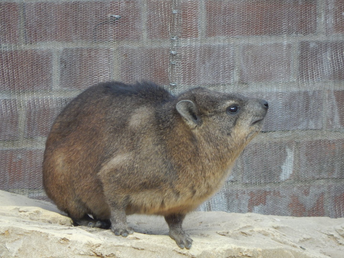 Thriving Through Nature - Rock hyrax 121223