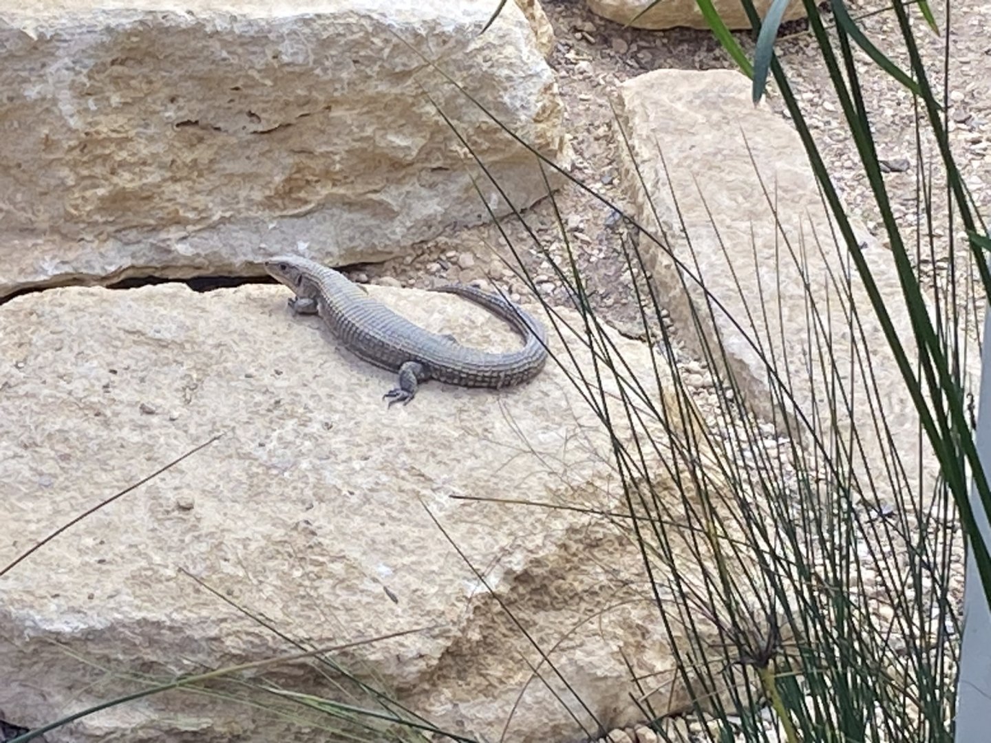 Thriving Through Nature - Sudan plated lizard 121223