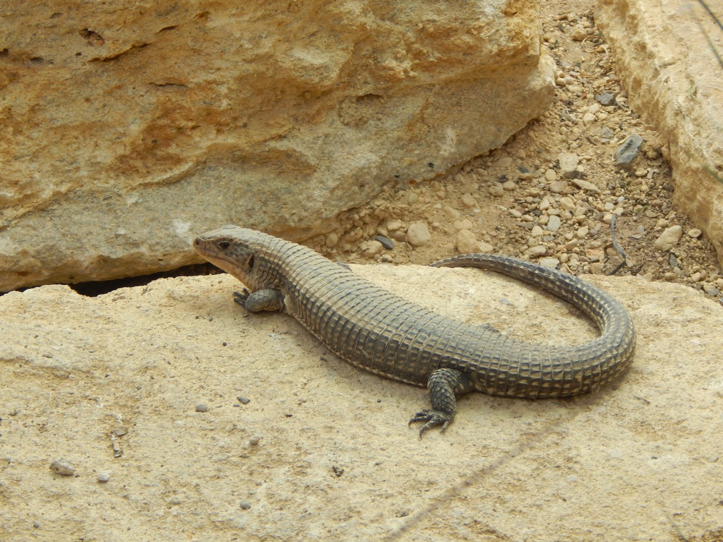 Thriving Through Nature - Sudan plated lizard 121223
