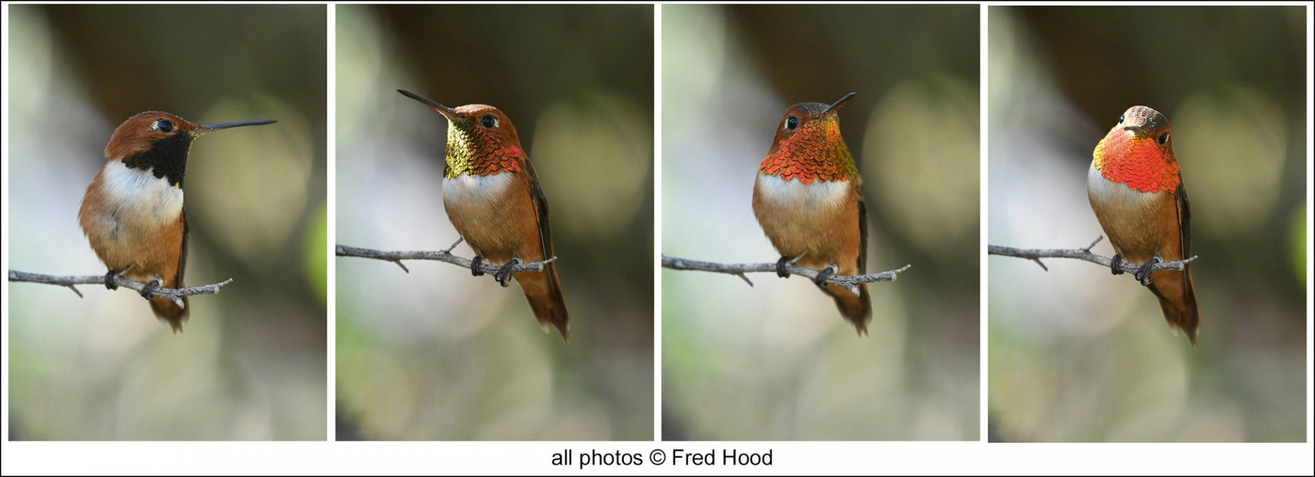 throat colors refracting light