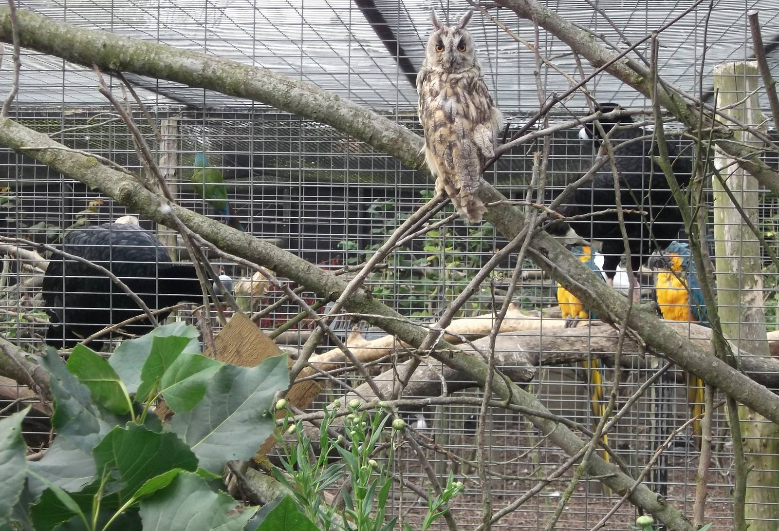 Through the aviary shot