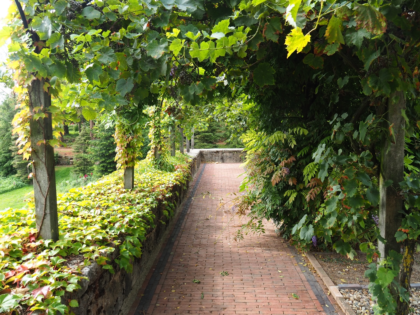 Through the grapevine... (Aug 28th, 2018)