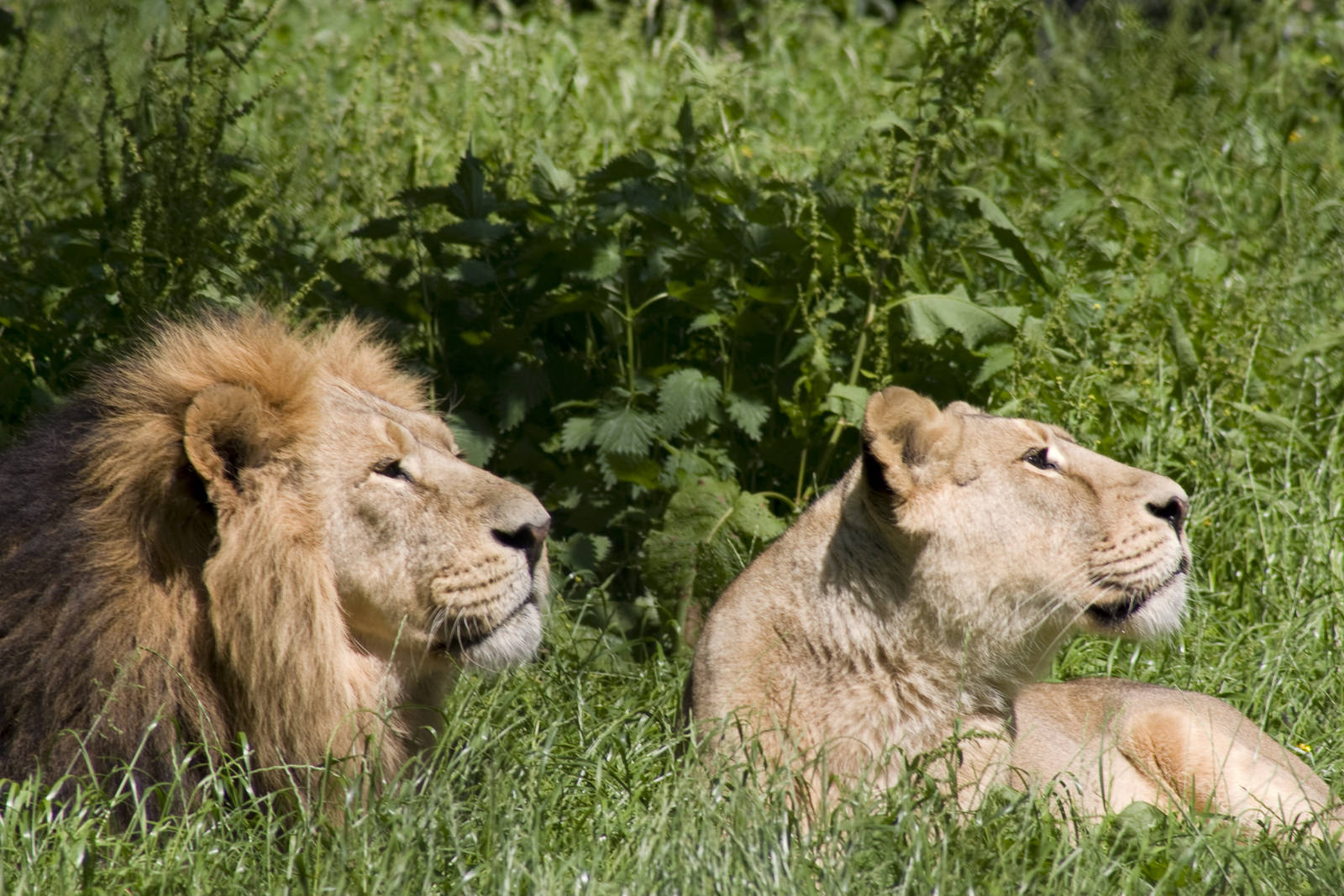 Throw the rabbit then!