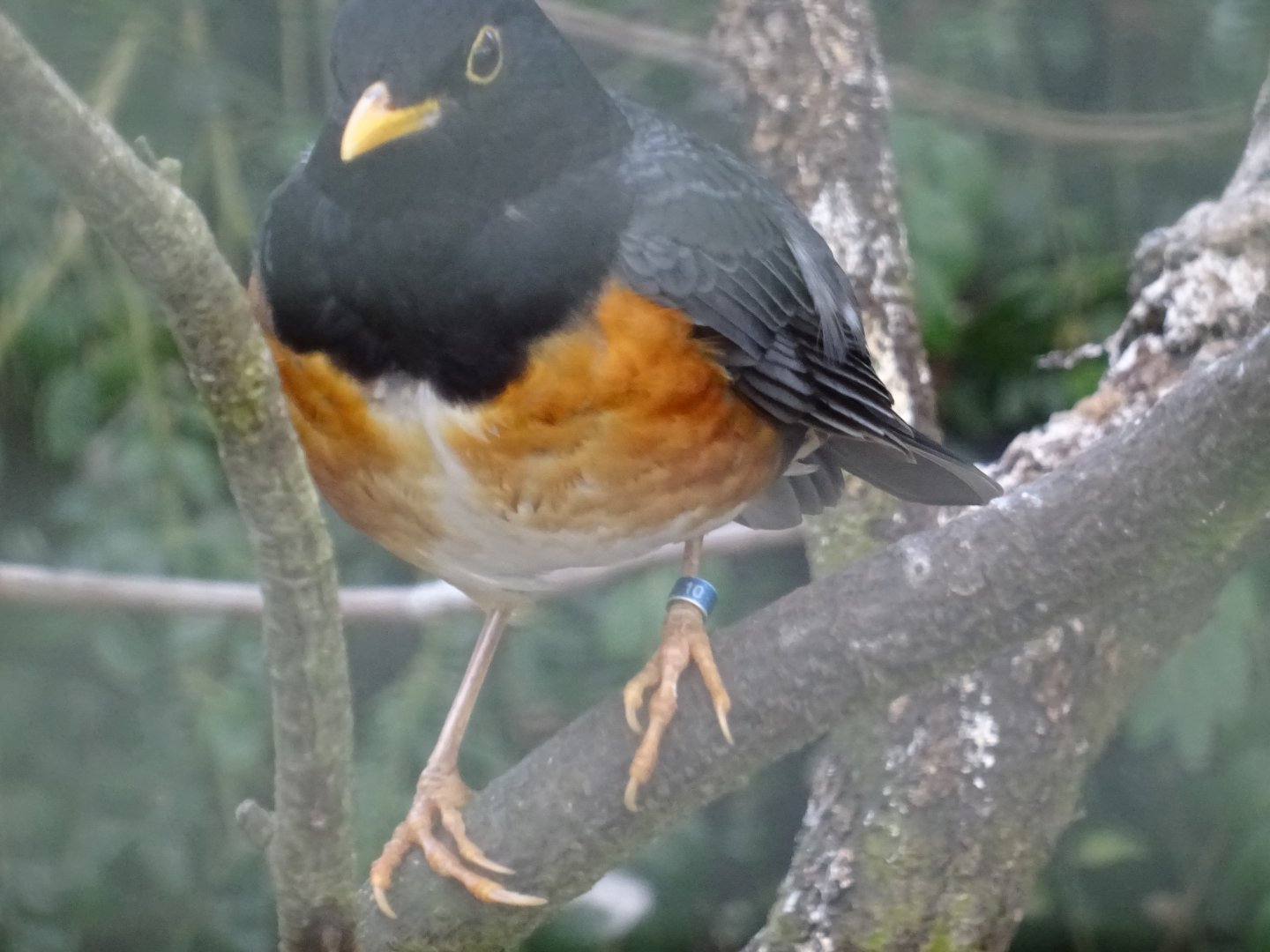 Thrush ID? edit: Black-Breasted Thrush (turdus dissimilis)