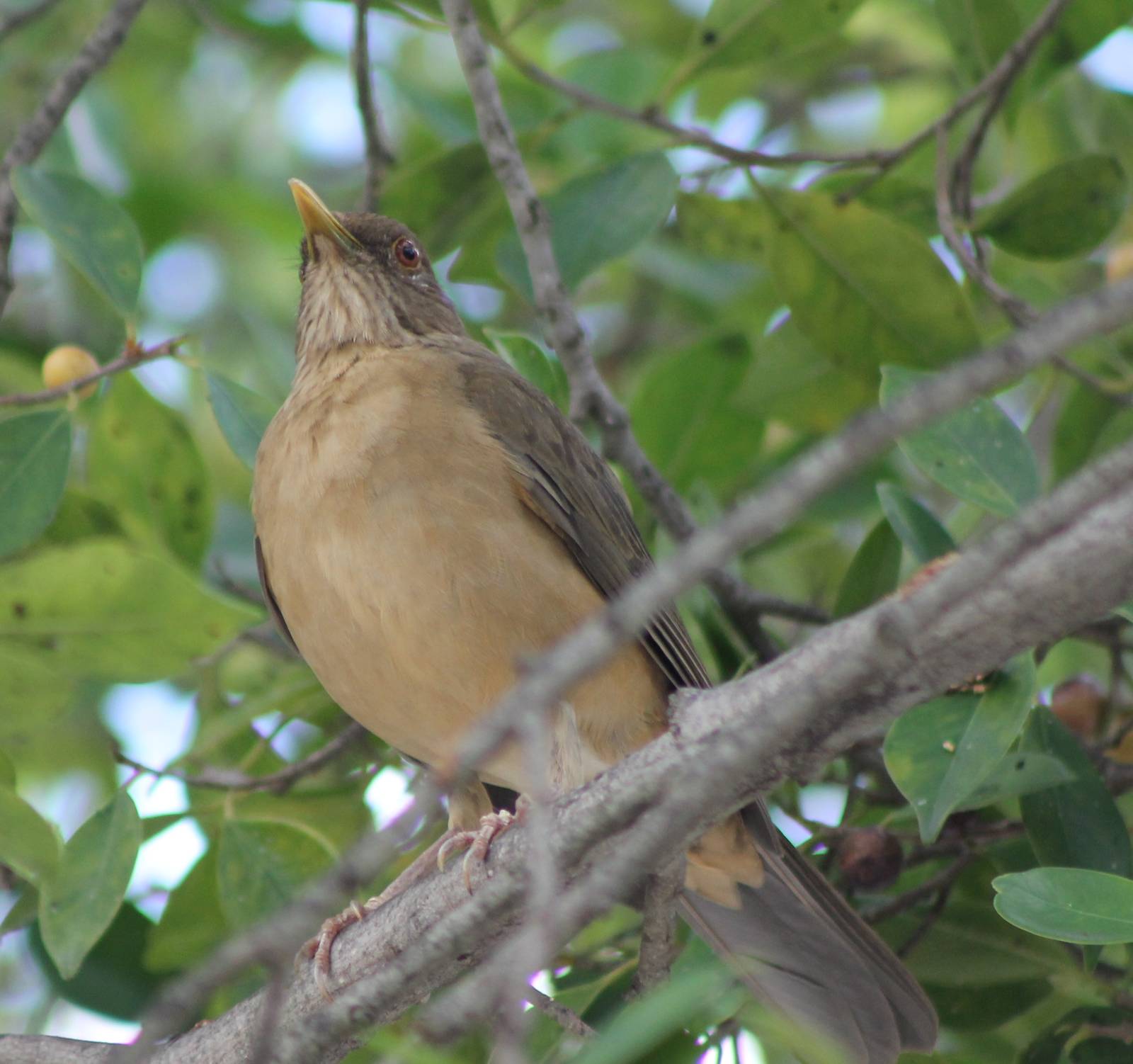Thrush ID