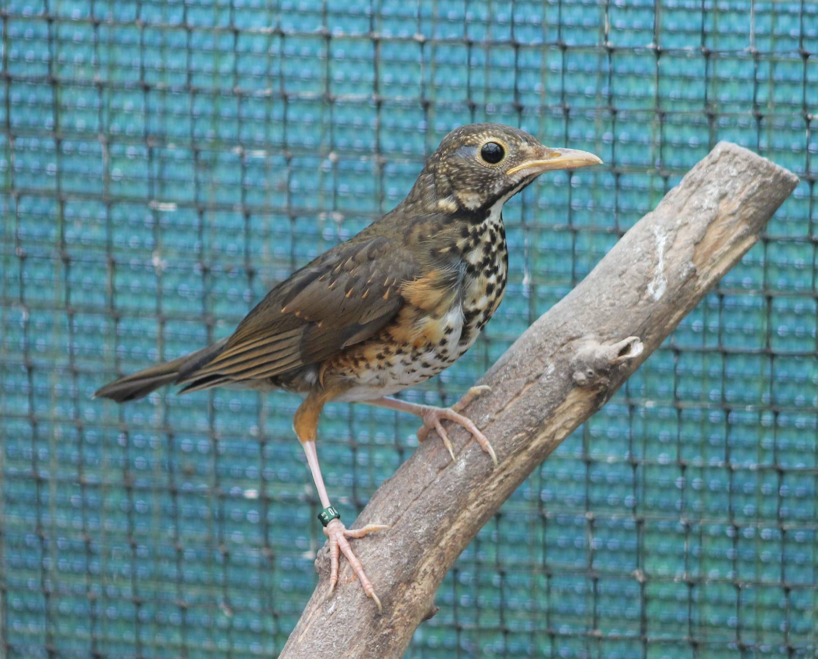 Thrush ID