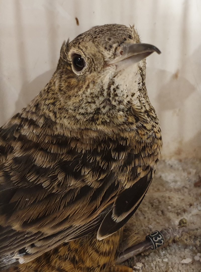 Thrush ID