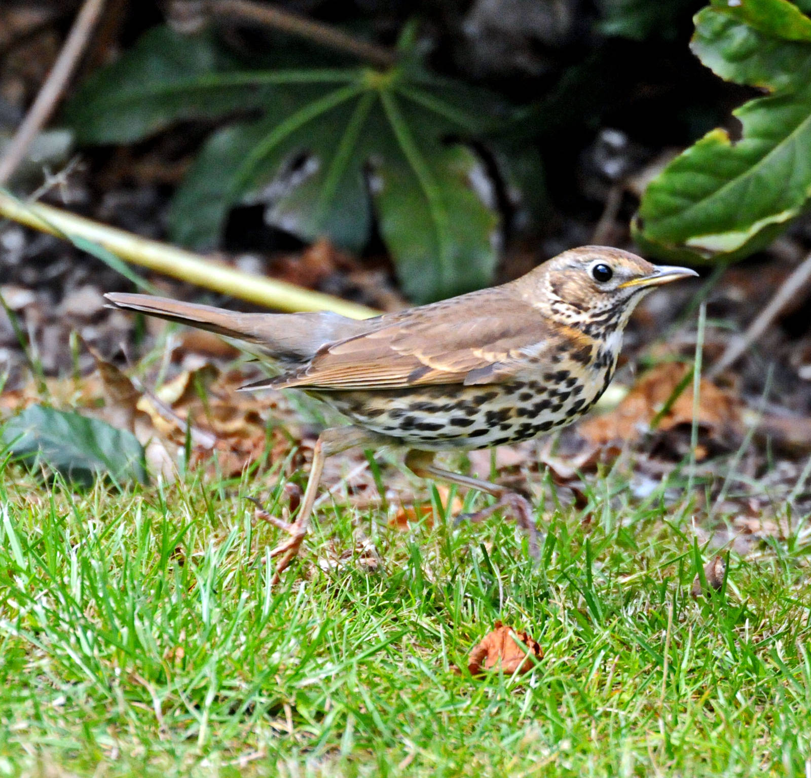 THRUSH MISTLE OR SONG