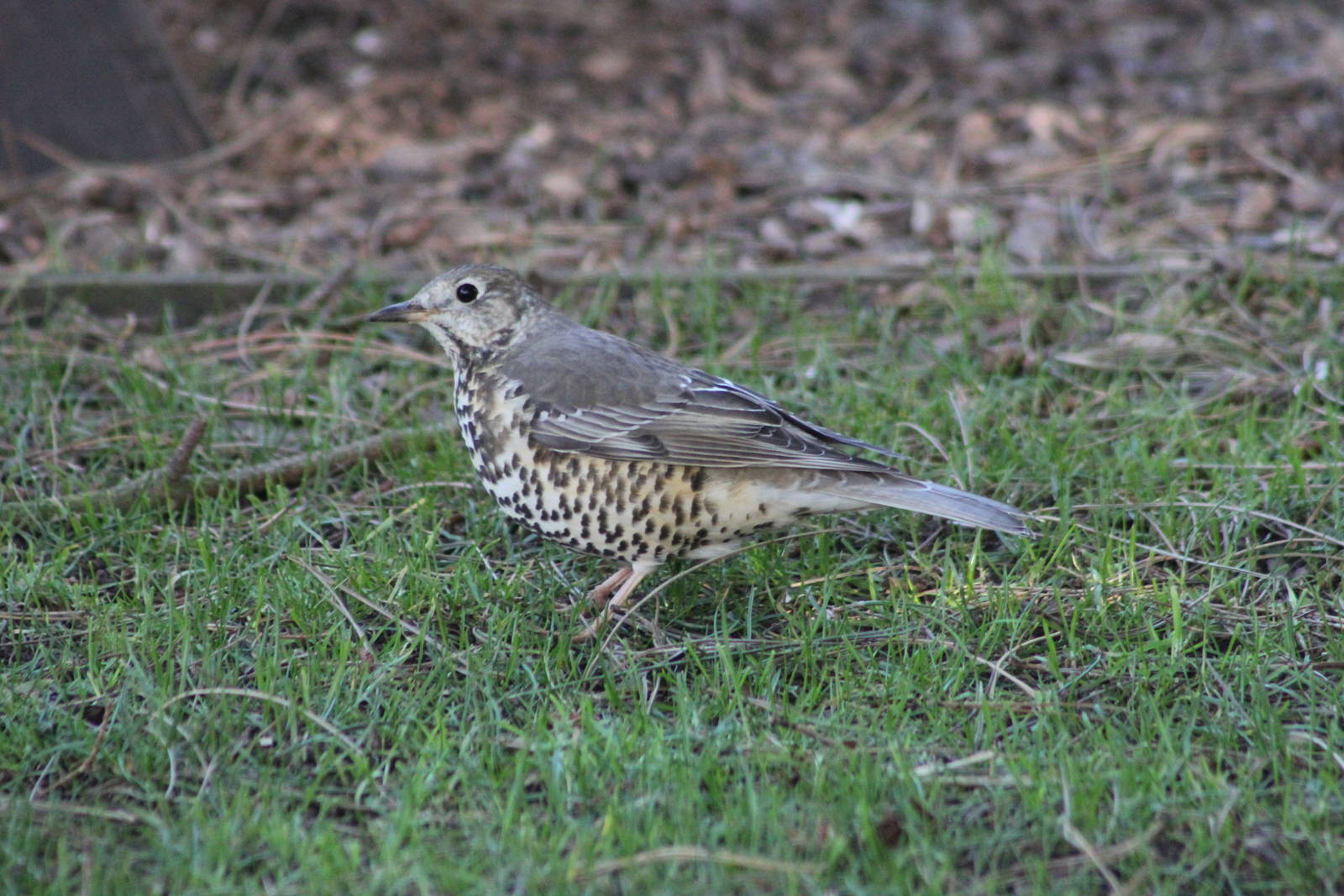 Thrush sp?