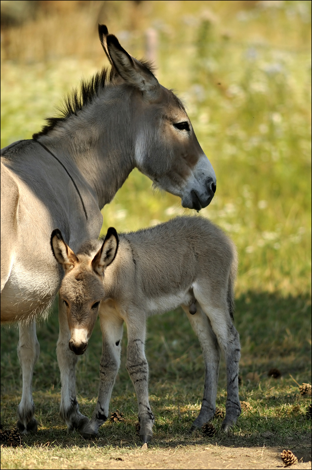 Thueringer Wald donkey at erfurt zoo
