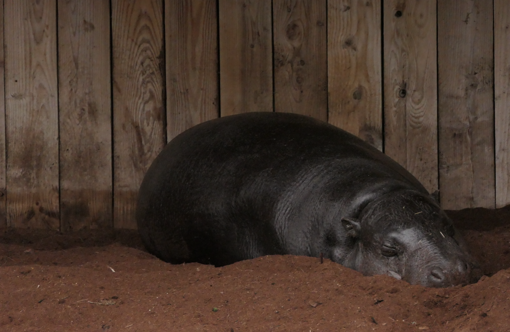 Thug, Choeropsis liberiensis, Feb 2024