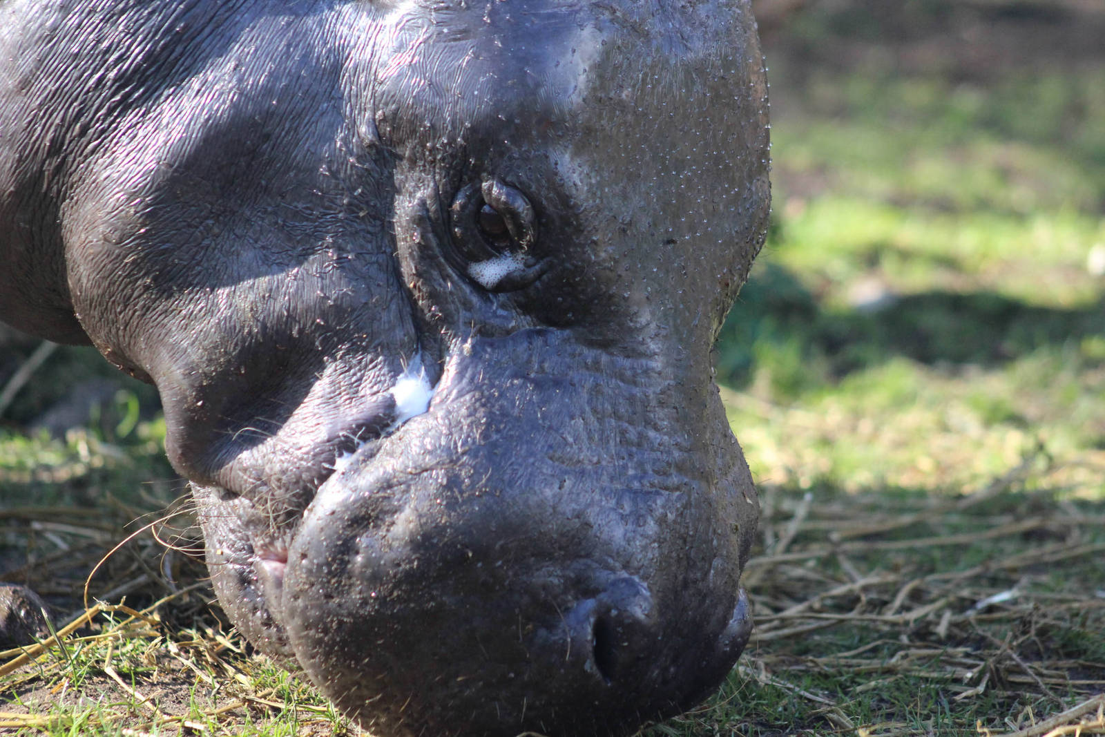 Thug - Pygmy hippopotamus (Chloeropsis liberiensis)