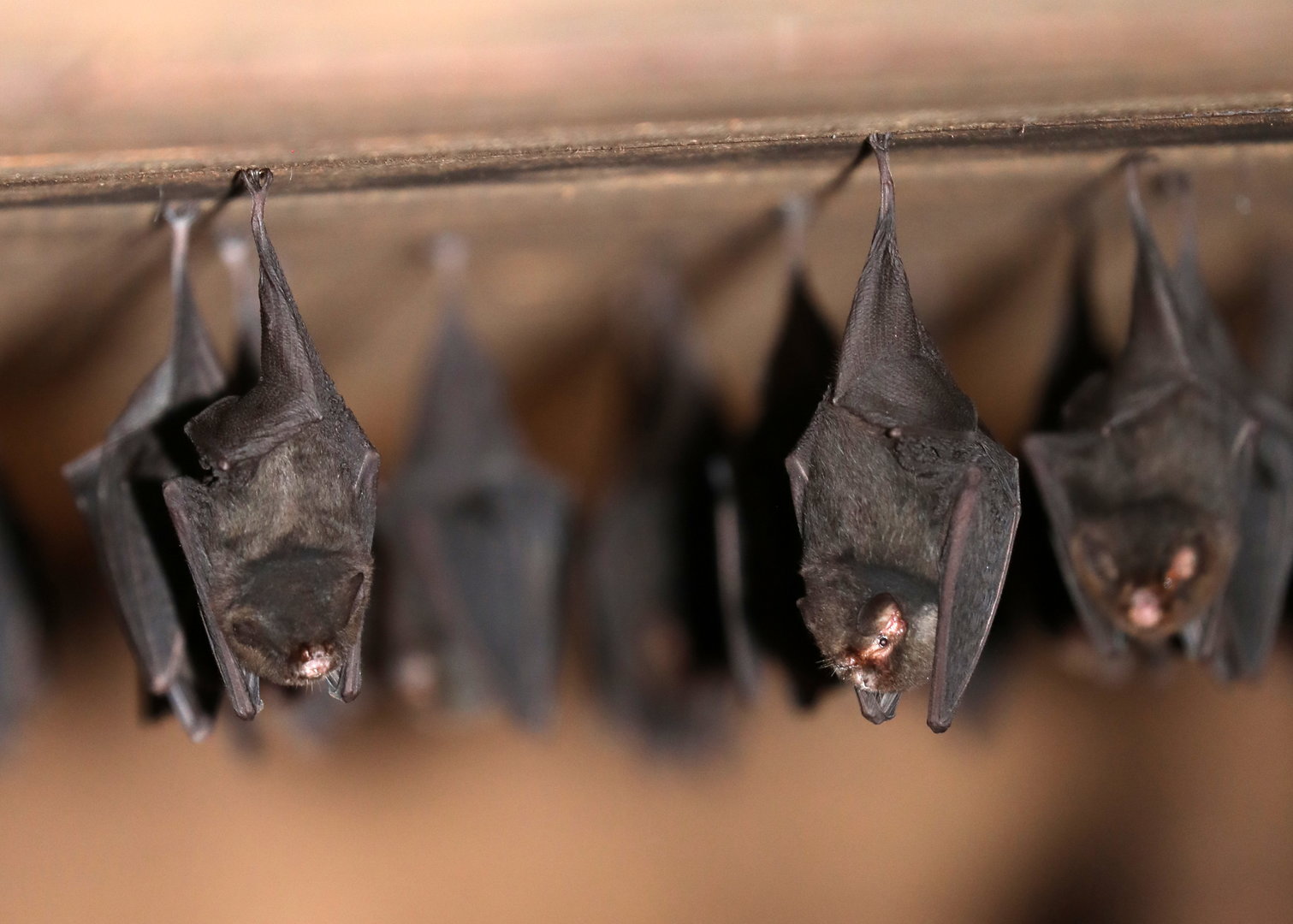 thumbless bat (Furipterus horrens)