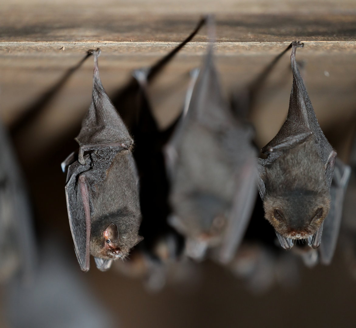 thumbless bat (Furipterus horrens)