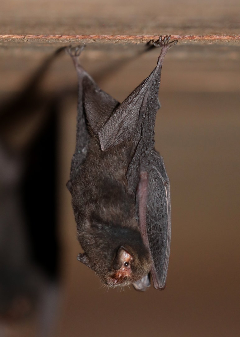 thumbless bat (Furipterus horrens)