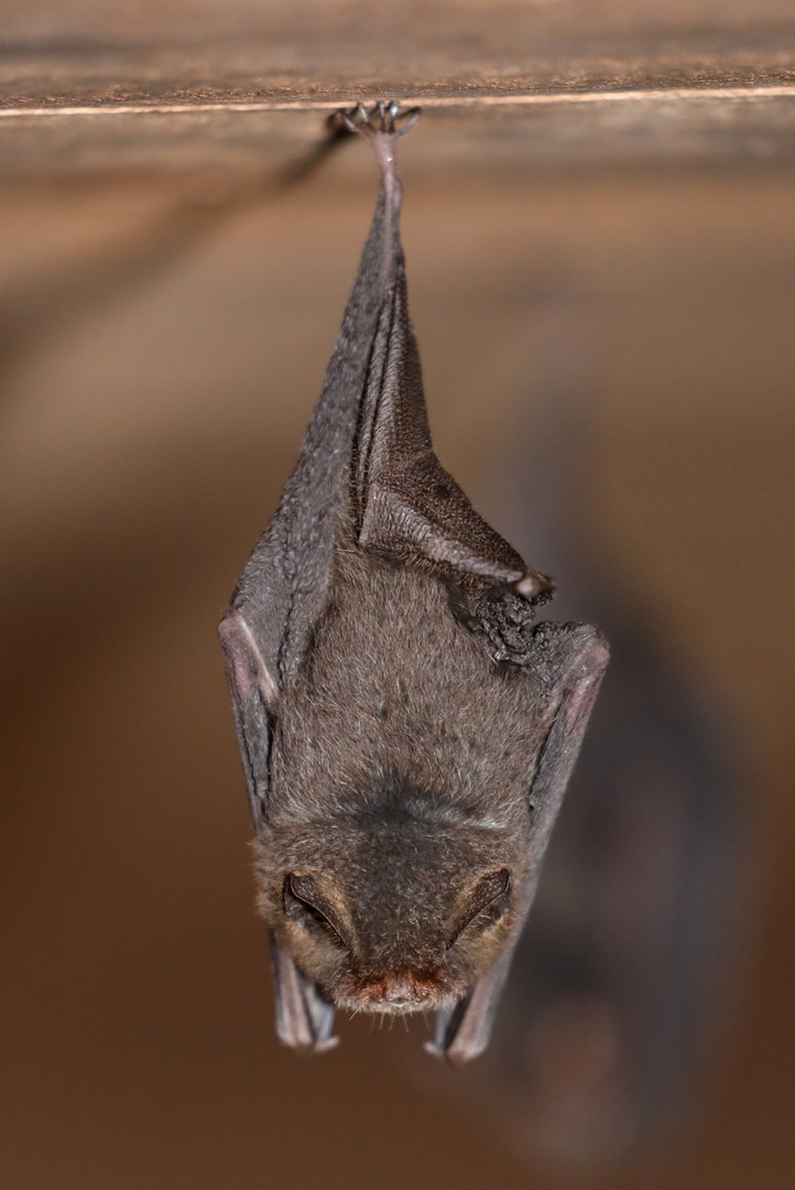 thumbless bat (Furipterus horrens)