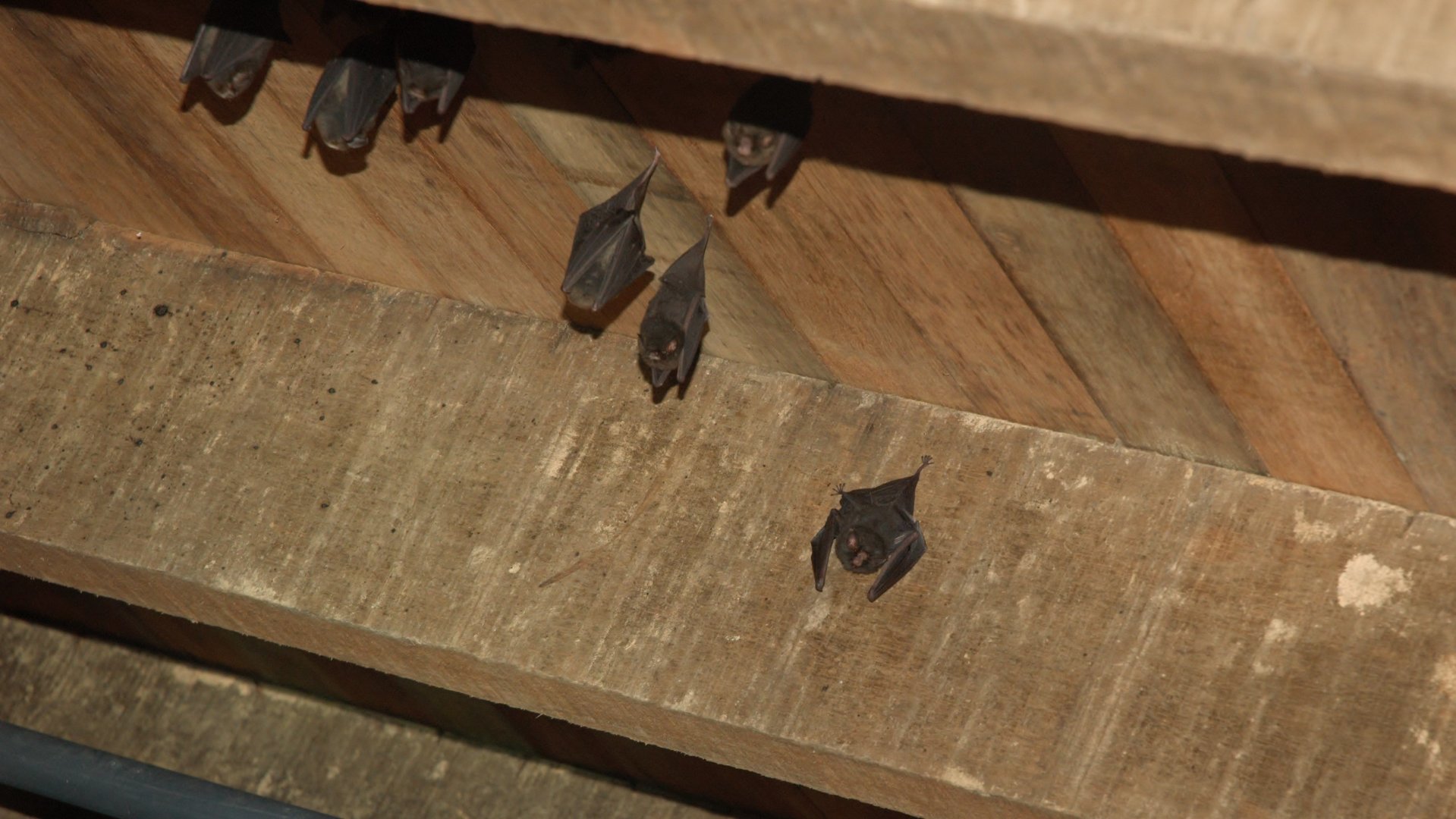 Thumbless Bat (Furipterus horrens)