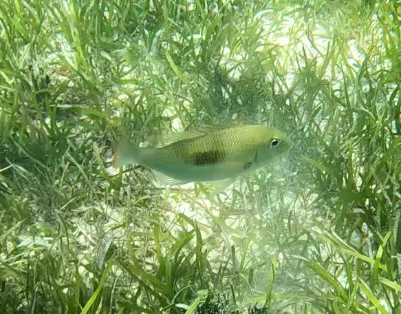 Thumbprint Emperor (Lethrinus harak)
