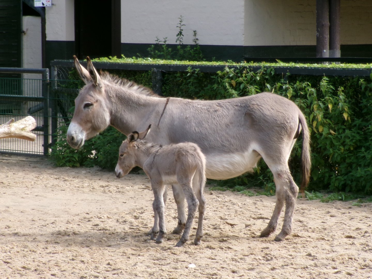 Thuringian forest donkeys