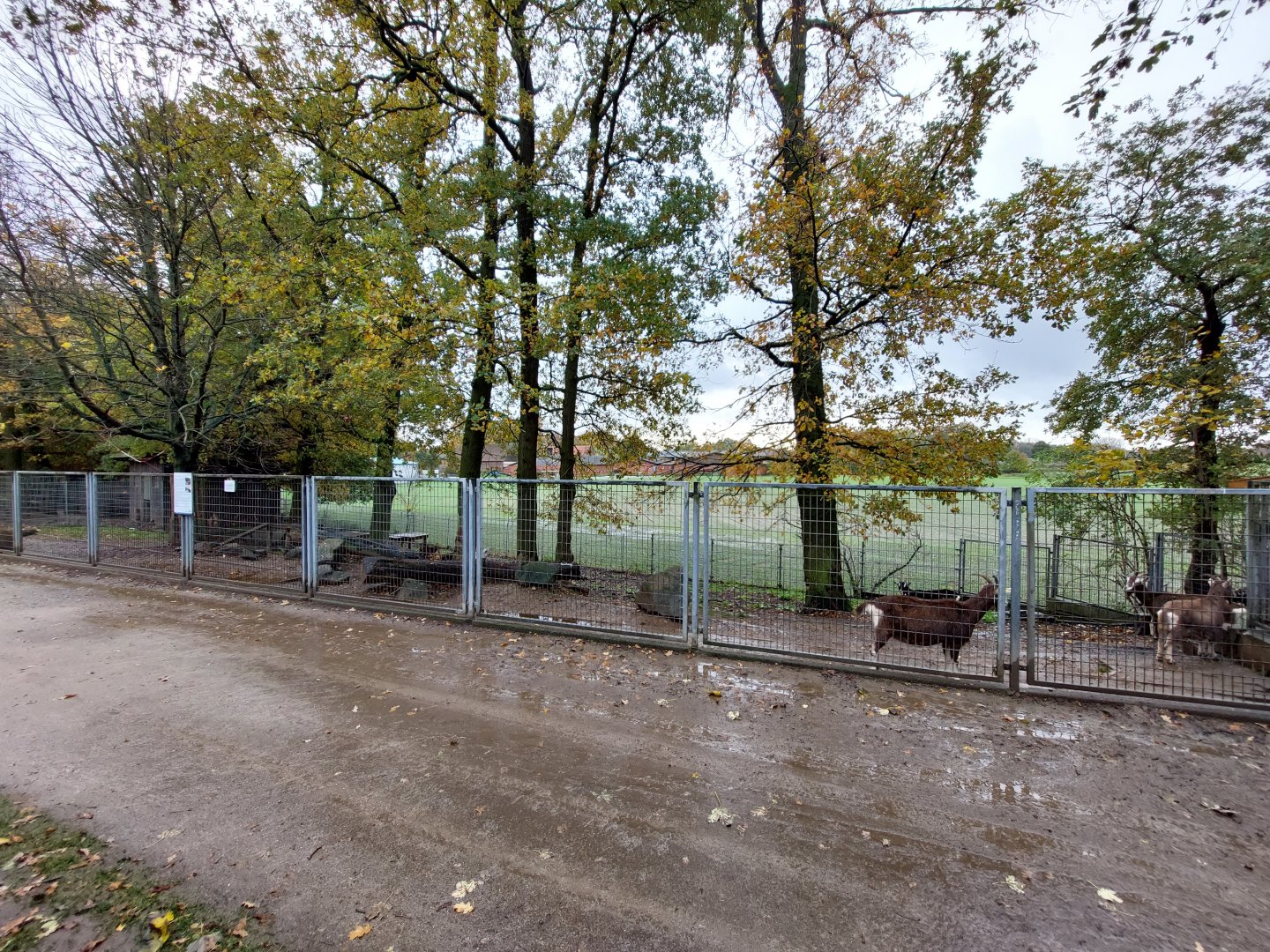 Thuringian goat enclosure (Stadtpark Emsdetten)