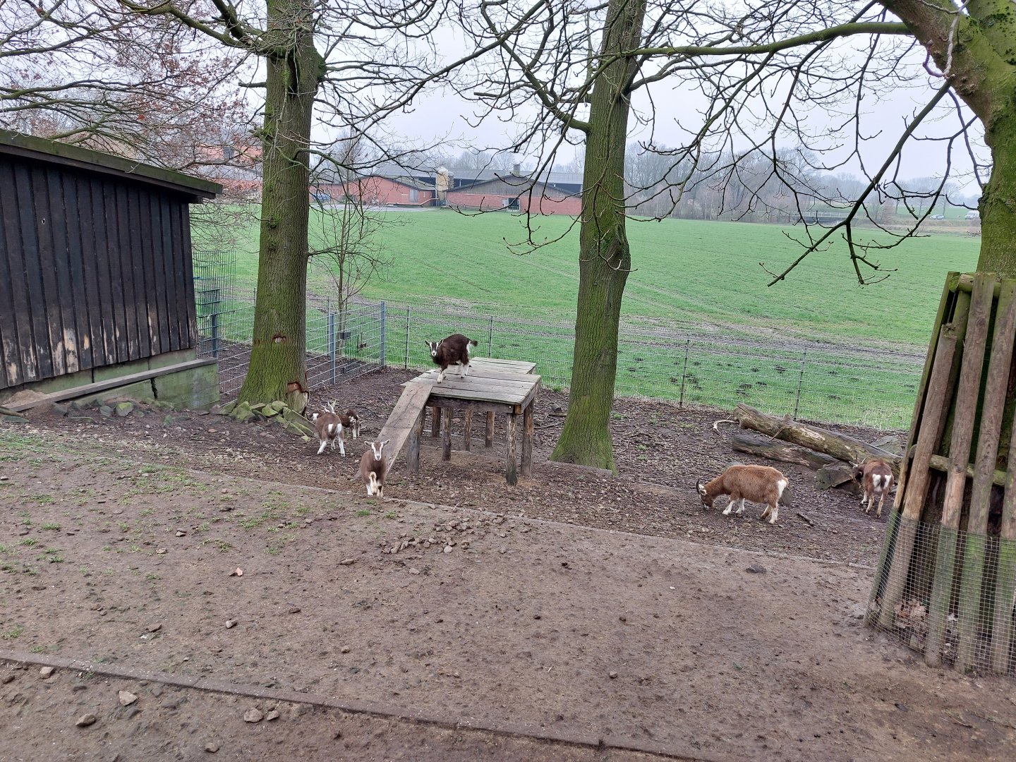 Thuringian goat exhibit Stadtpark Emsdetten