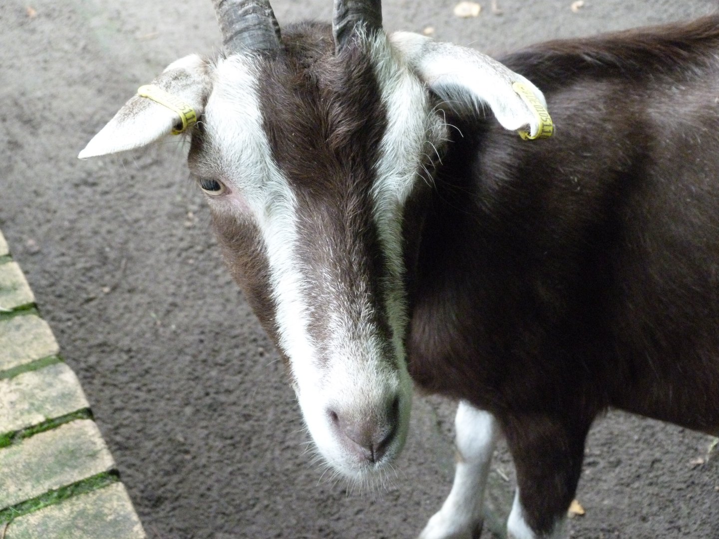 Thuringian goat -Tierpark Berlin (2024)