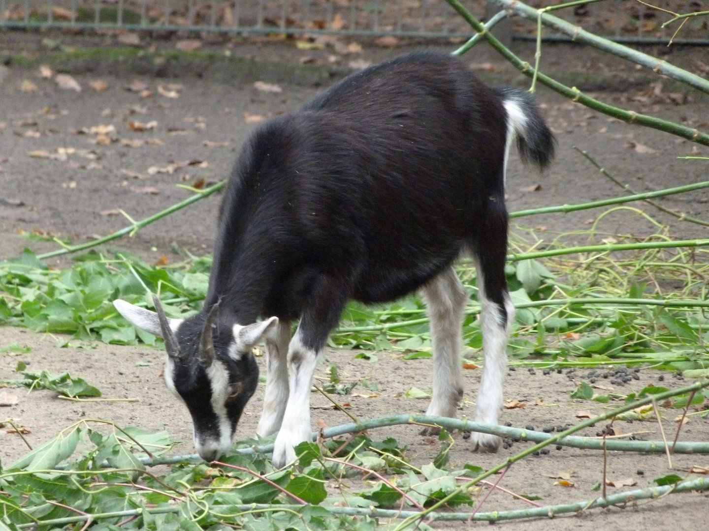 Thuringian goat -Tierpark Berlin (2024)