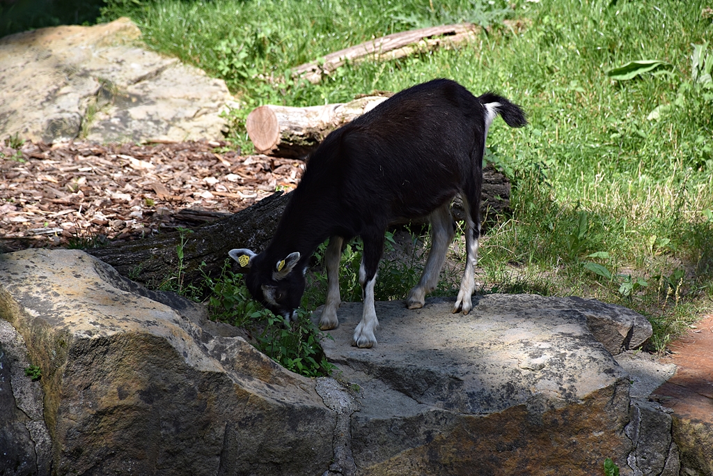 Thuringian goat
