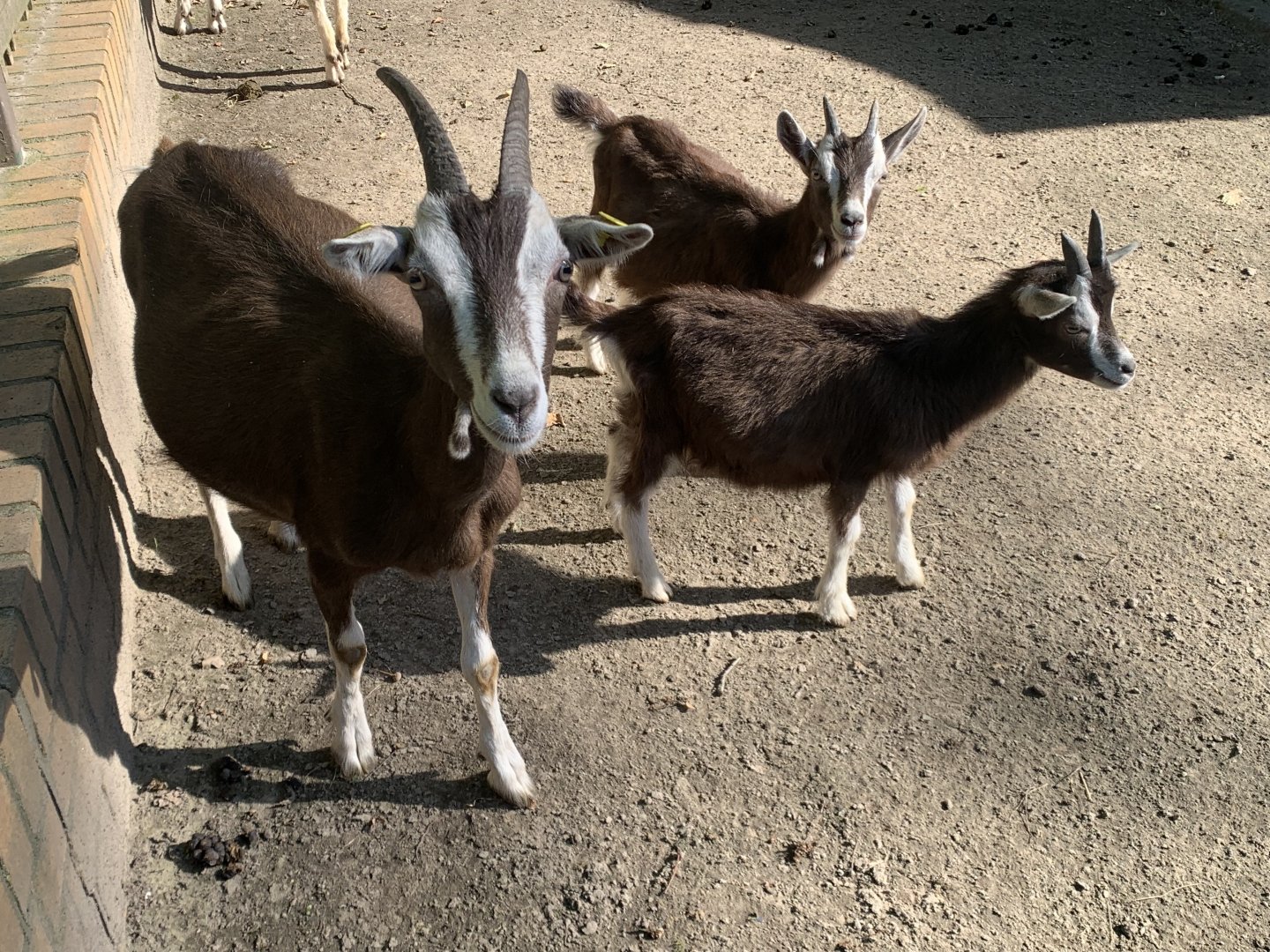 Thuringian goats
